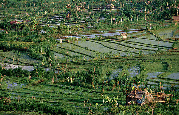 rice field, aerial view