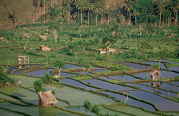 rice field, aerial view