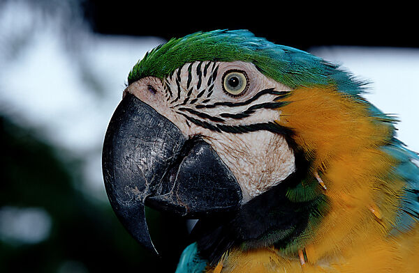 Blaugelber Macaw Ara