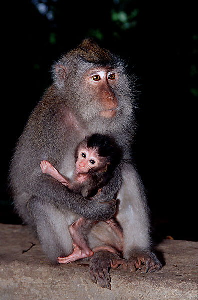 Java monkey with baby