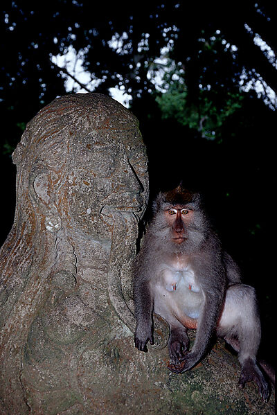 Java monkey