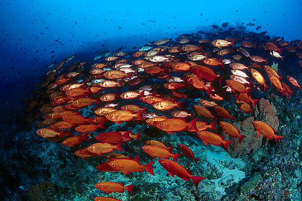 Schooling Crescent-tail bigeye