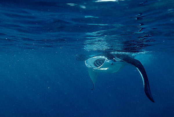 Mantarochen frisst Plankton