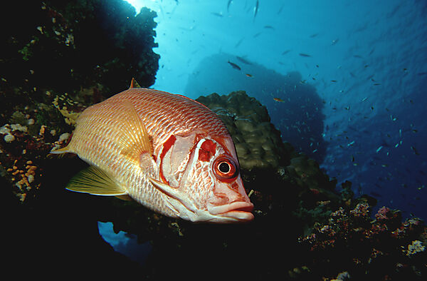 Longjawed squirrelfish