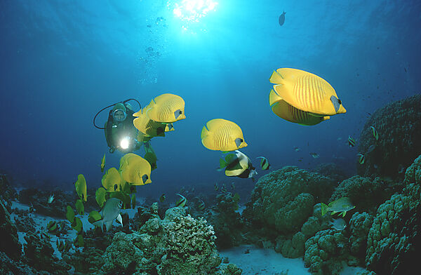 Racoon-butterflyfish