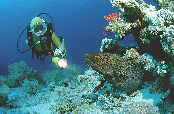 Giant moray with scuba diver
