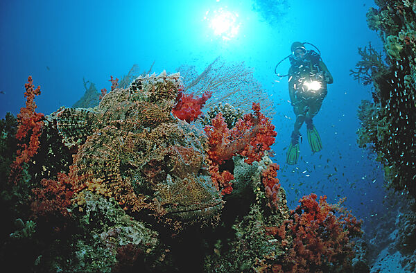 Tassled scorpionfish and scuba diver