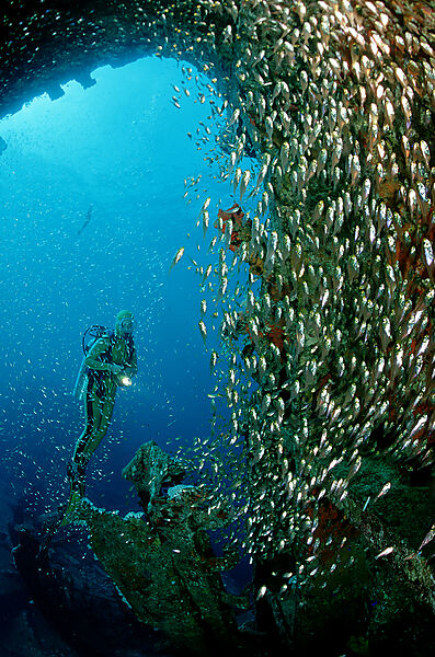 Pygmy sweeper and scuba diver