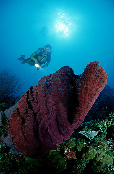 scuba diver and elephant ear sponge