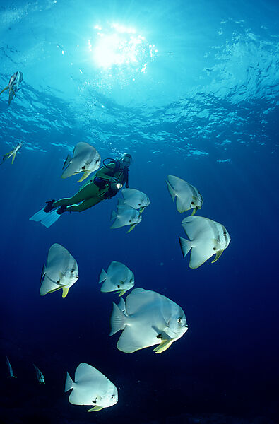 Pinnate batfish and scuba diver