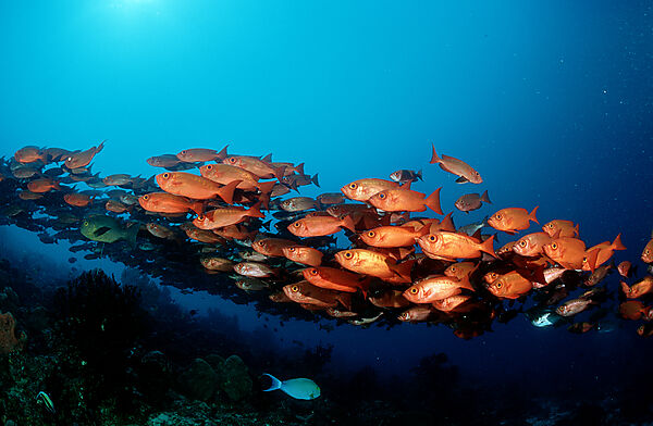 Schooling Crescent-tail bigeye