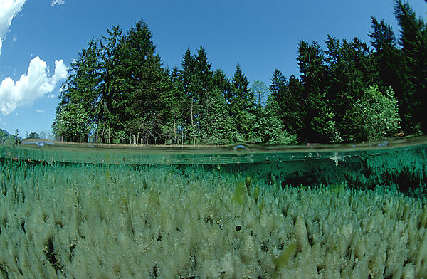 Gebirgs-Quelle, Gebirgssee