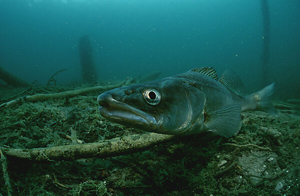 Zander