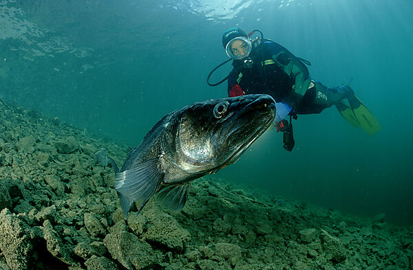 Zander und Taucher