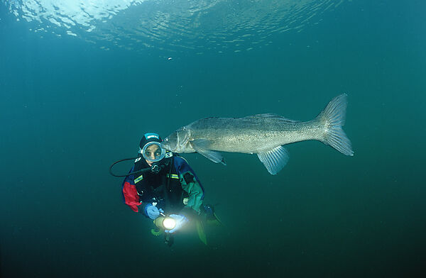 Zander und Taucher