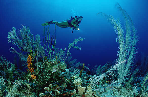 Scuba diver and corals