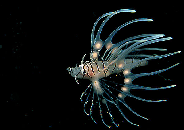 Juvenile lionfish, turkeyfish