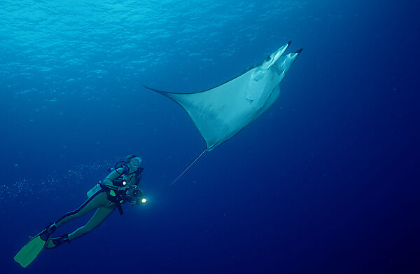 Taucher und Sichelflossen-Teufelsrochen, Mobula