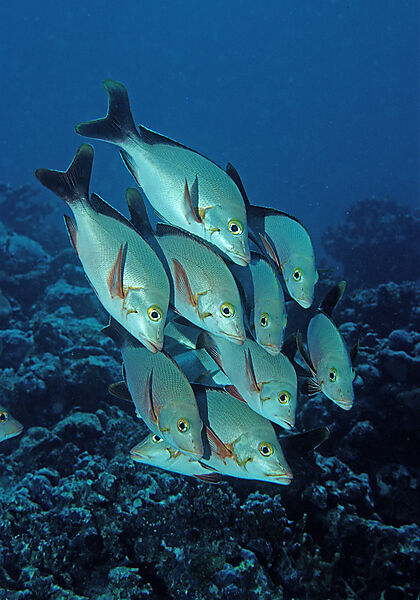 Humback snapper