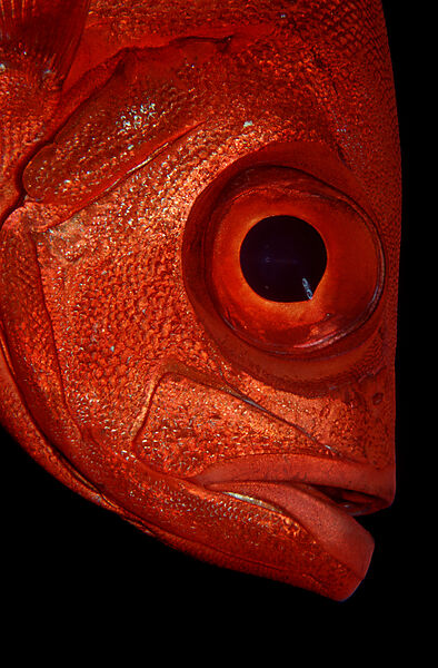 Crescent-tail bigeye