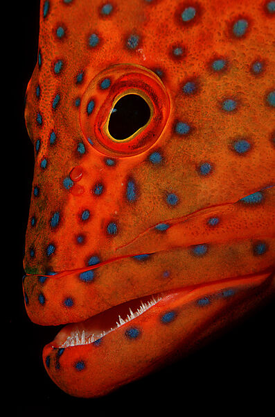 Coral grouper