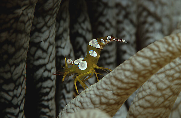 Amboin shrimp