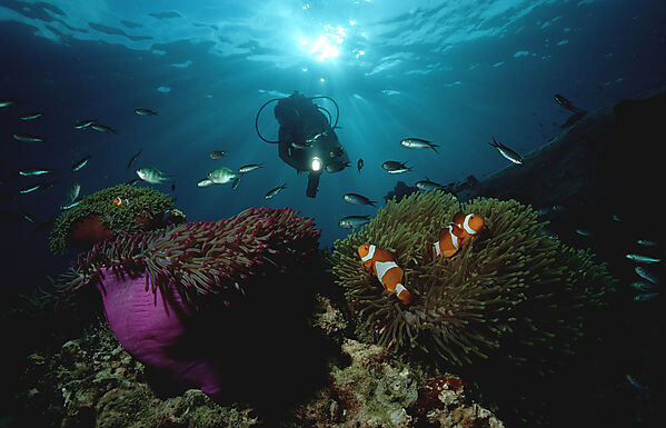 Clownfisch und Taucher