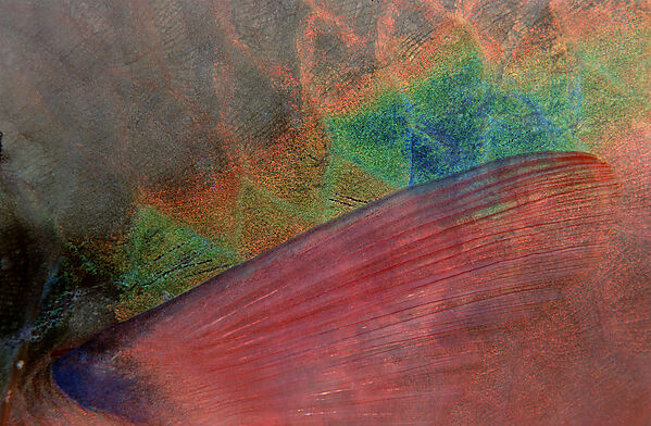 fish scales of a parrotfish