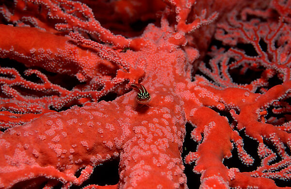 Striped triplefin