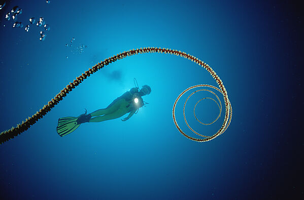 Spiral wire coral and scuba diver