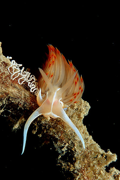 Grosse Orangerote Fadenschnecke