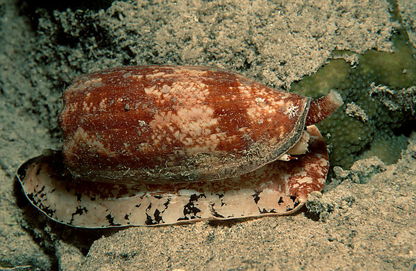 Landkarten-Kegelschnecke