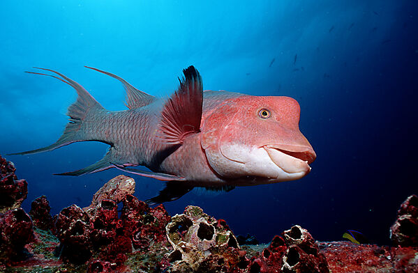 Harlekin - Lippfisch