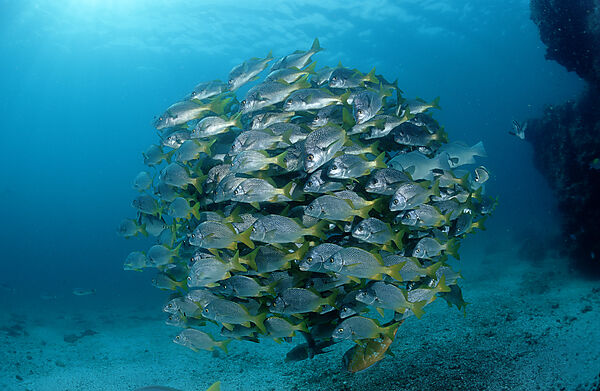 YELLOWTAIL GRUNTS