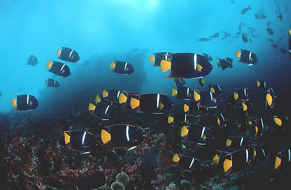 Galapagos-Kaiserfisch