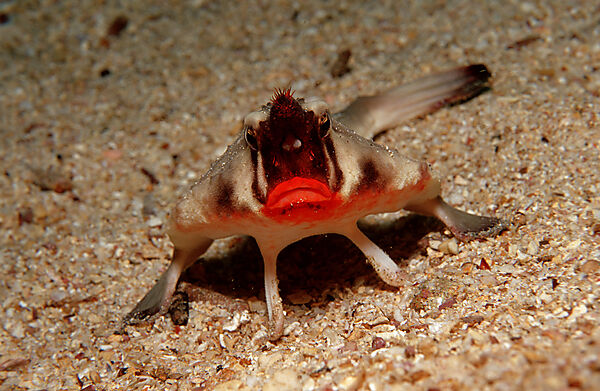 Rotlippen-Fledermausfisch