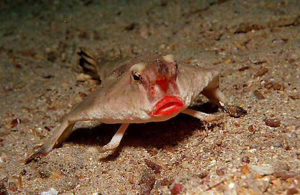 Rotlippen-Fledermausfisch