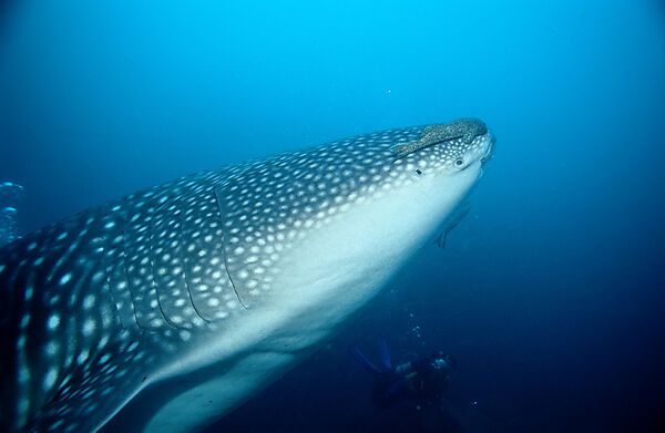 Whale shark