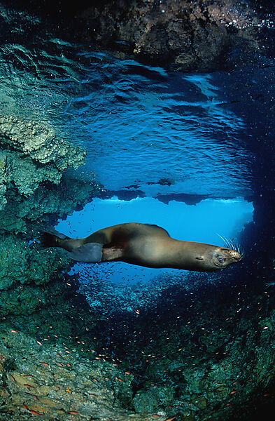 Galapagos-Seeloewe
