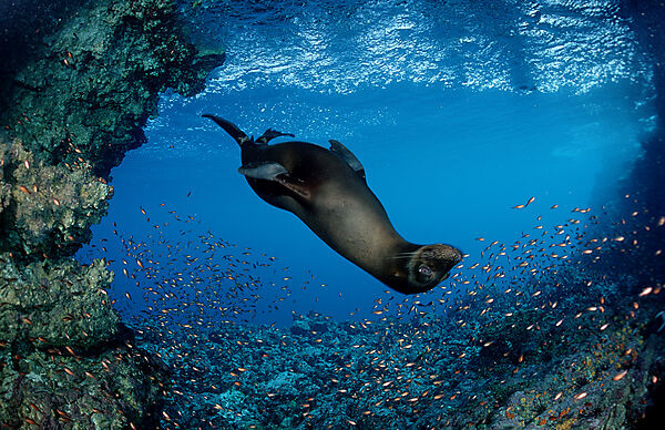 Galapagos-Seeloewe