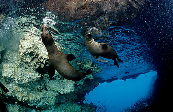 Galapagos-Seeloewe