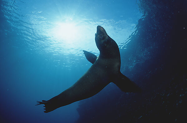 Galapagos-Seeloewe