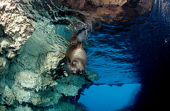 Galapagos-Seeloewe