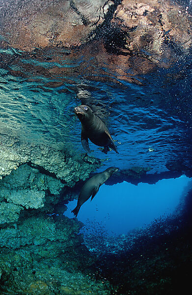 Galapagos-Seeloewe