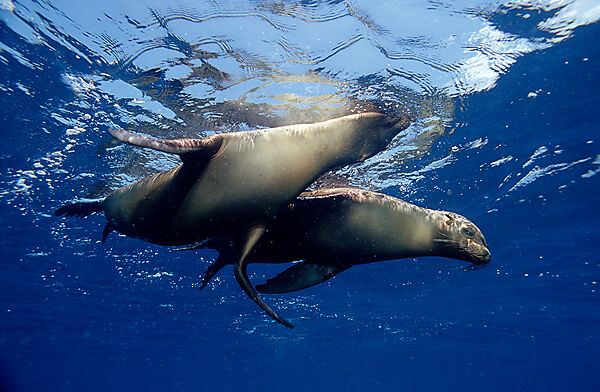 Galapagos-Seeloewe