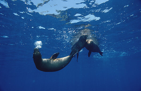 Galapagos-Seeloewe