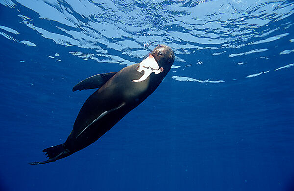 Galapagos Sea Lion