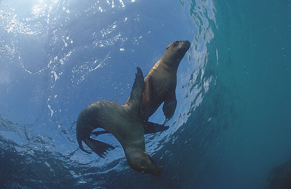 Galapagos Sea Lion