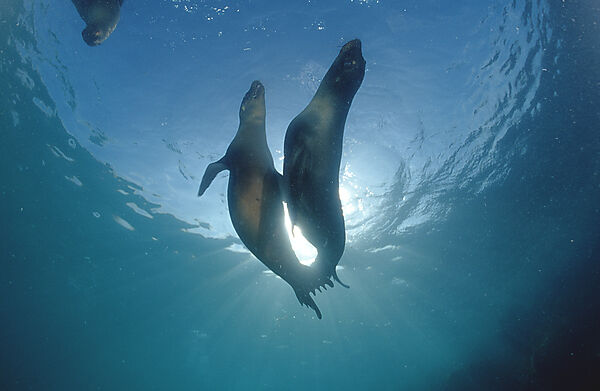 Galapagos Sea Lion