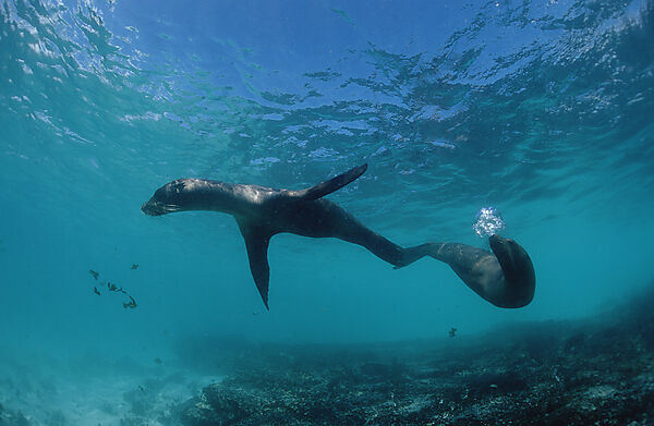 Galapagos Sea Lion